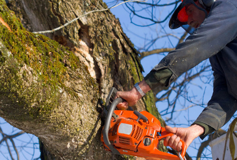 Спилить аварийное дерево во дворе благовещенцы теперь могут через Госуслуги