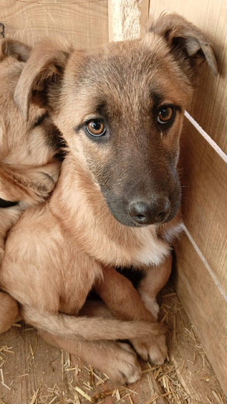 26 марта к отлову бездомных собак приступили в семи районах города