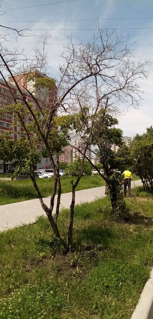 Масштабная обрезка городских насаждений: с начала года коммунальщики обработали свыше 1000 деревьев