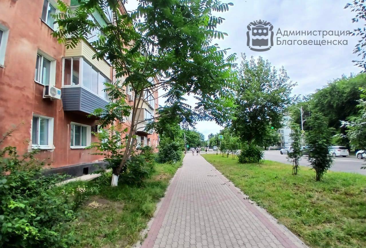 Больше тысячи аварийных деревьев обработали с начала года в Благовещенске