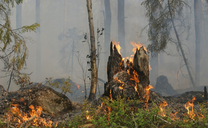 Сначала пожароопасного сезона на Дальнем Востоке зарегистрировано более 1,8тыс лесных пожаров