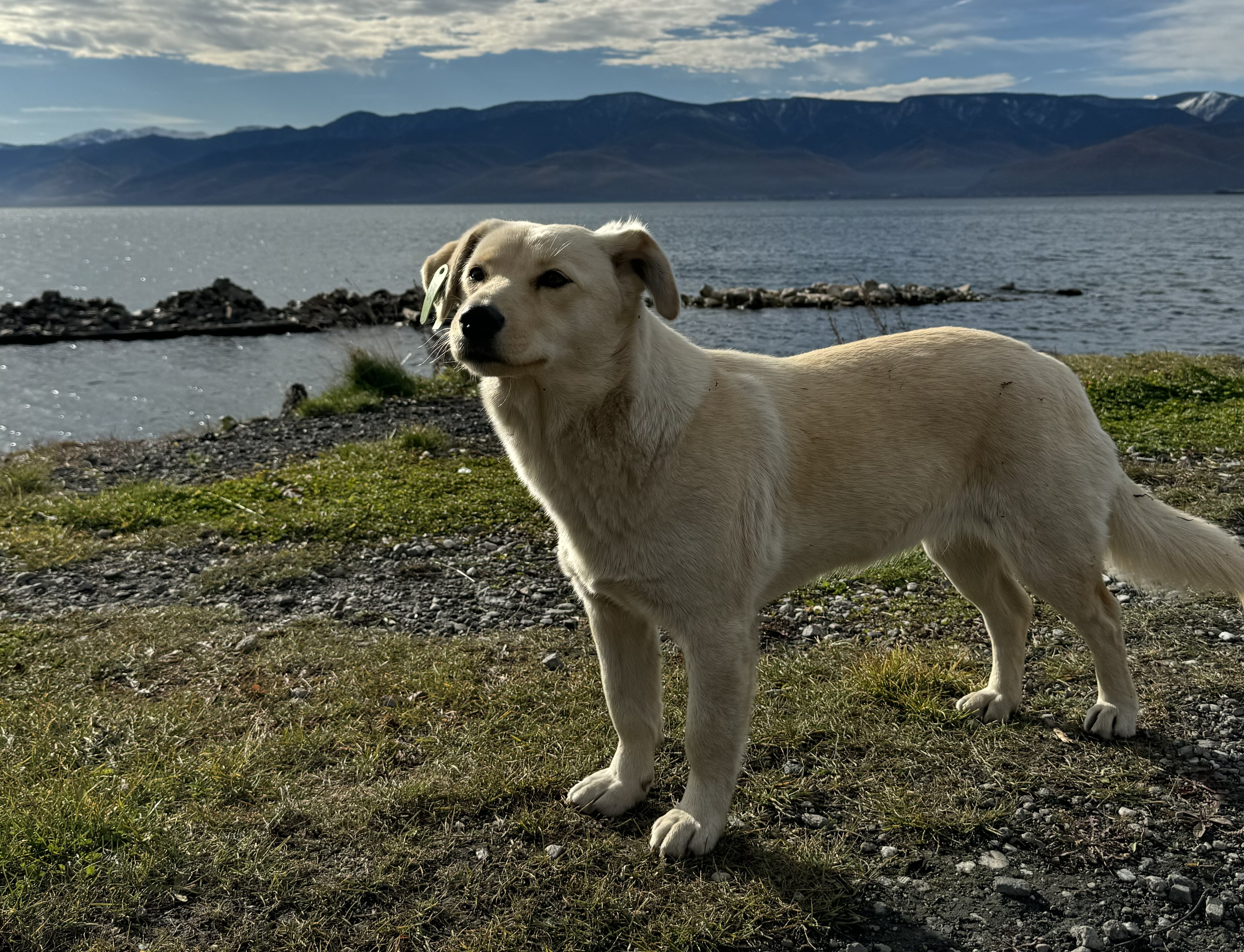 Покормил бездомных собак - увеличил количество: для благовещенцев подготовили памятку, как правильно помочь безнадзорным животным 