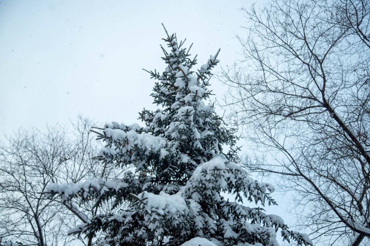 В Благовещенске продолжаются осадки