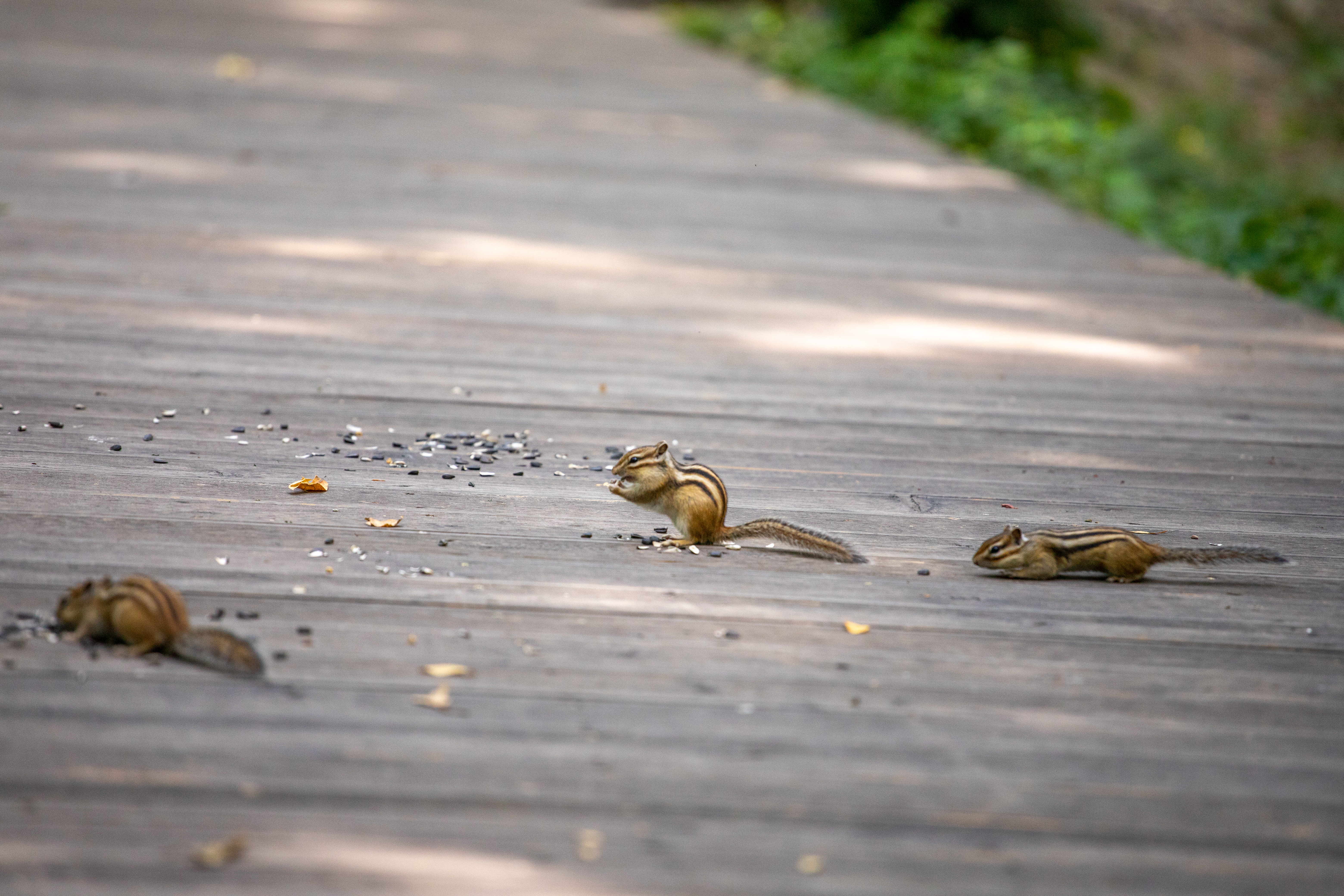 Дожди не покинут Приамурье до конца недели 