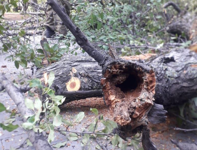 В Первомайском парке Благовещенска "лечат" деревья