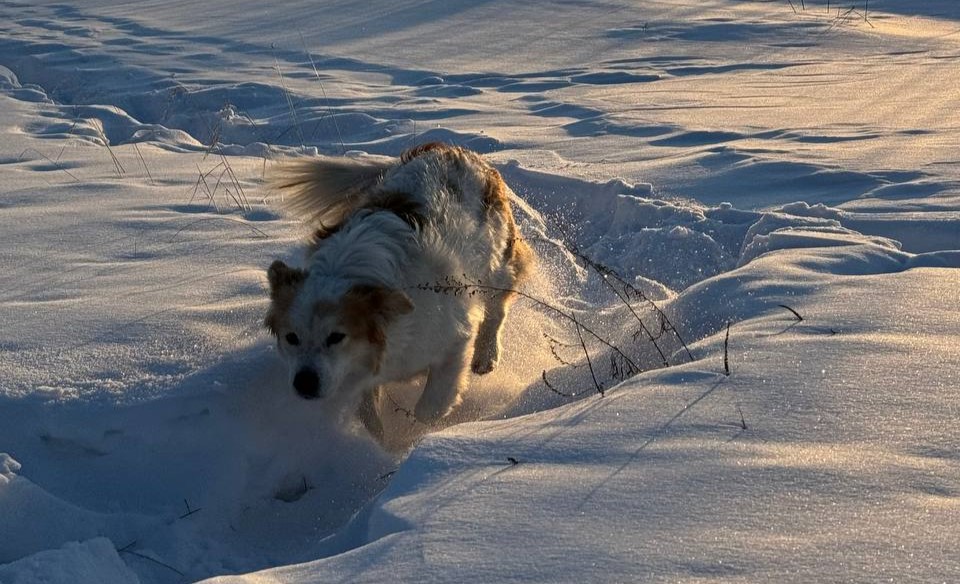За выходные в Благовещенске отловили больше 20 бездомных собак