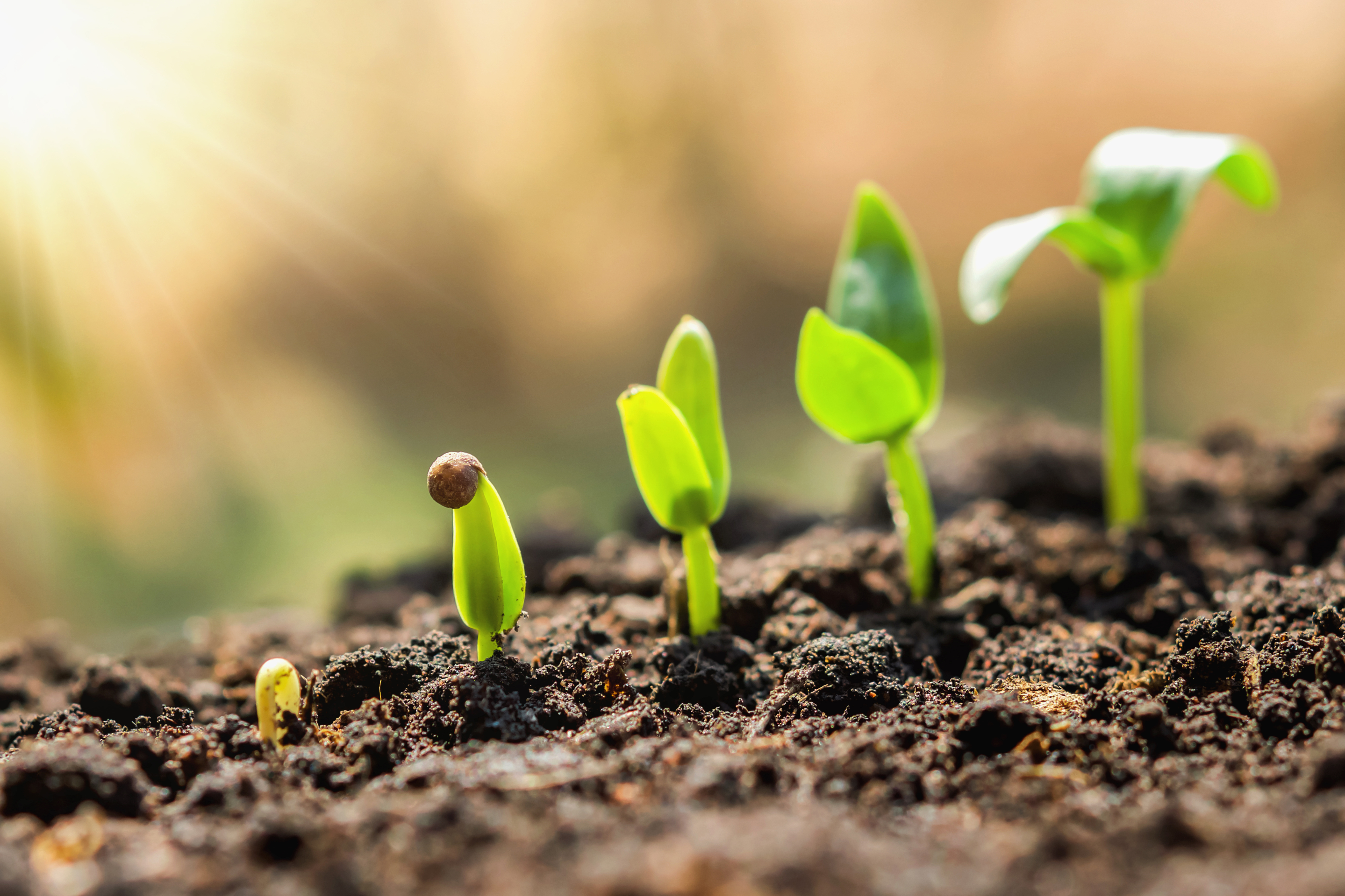 Растения "вне закона" перечислили владельцам земельных участков