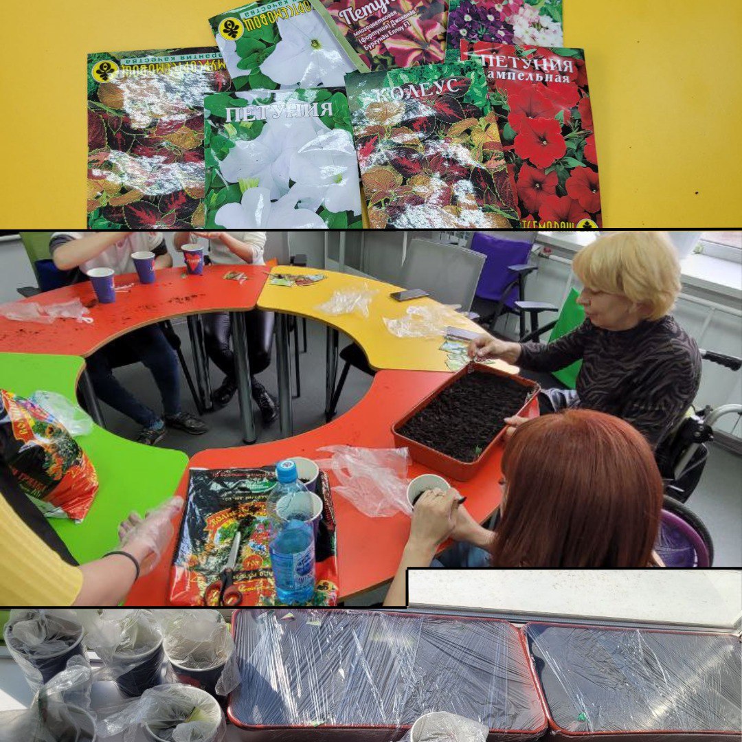 Благовещенская библиотека выращивает петунию и колеус для фестиваля цветов 