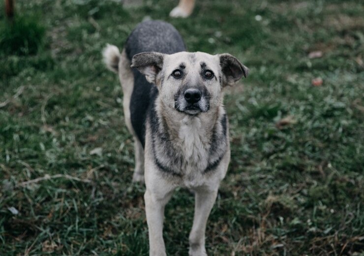 Рейды по отлову бездомных животных пройдут сегодня преимущественно в микрорайоне Благовещенска