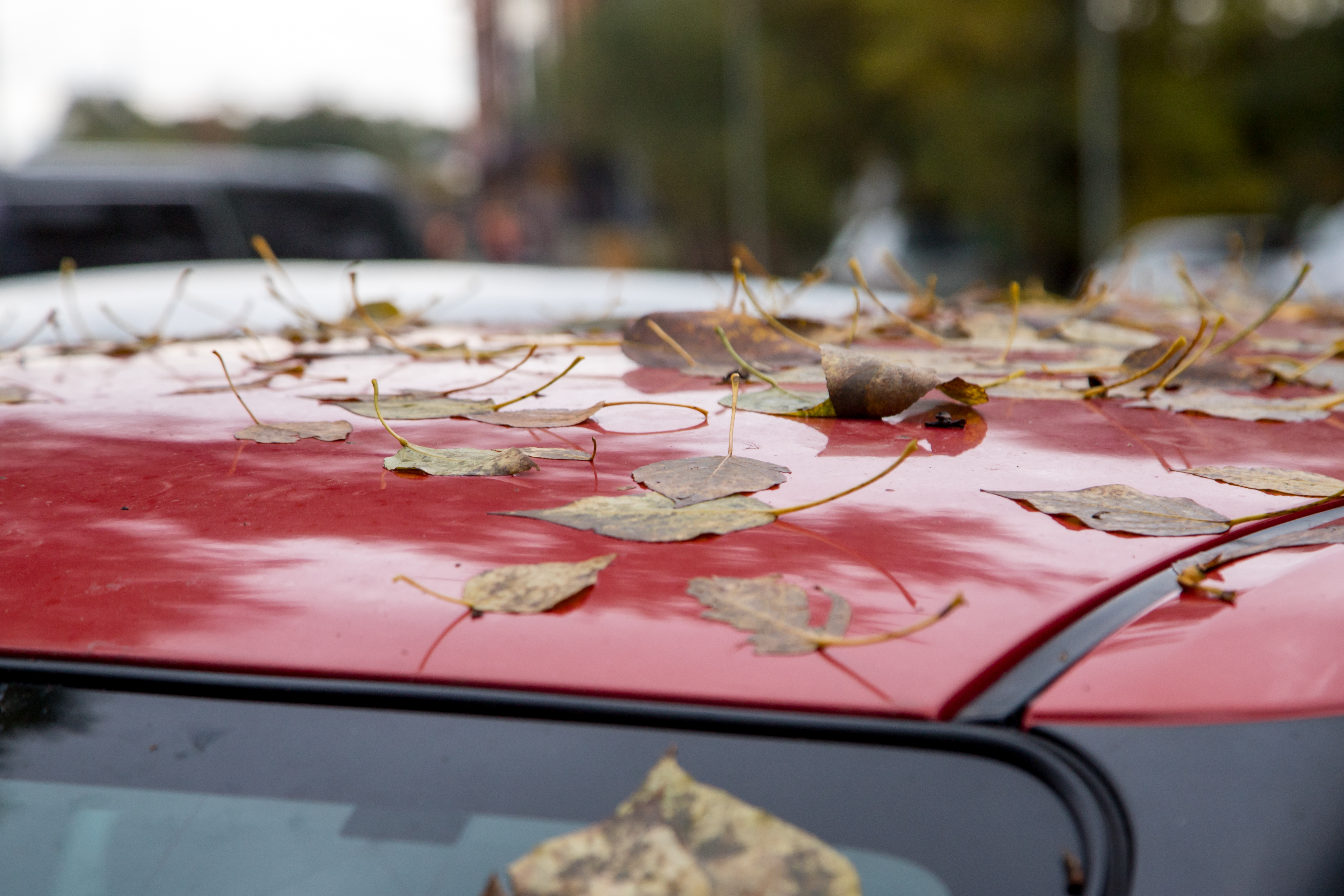 Ветер не покинет Благовещенск