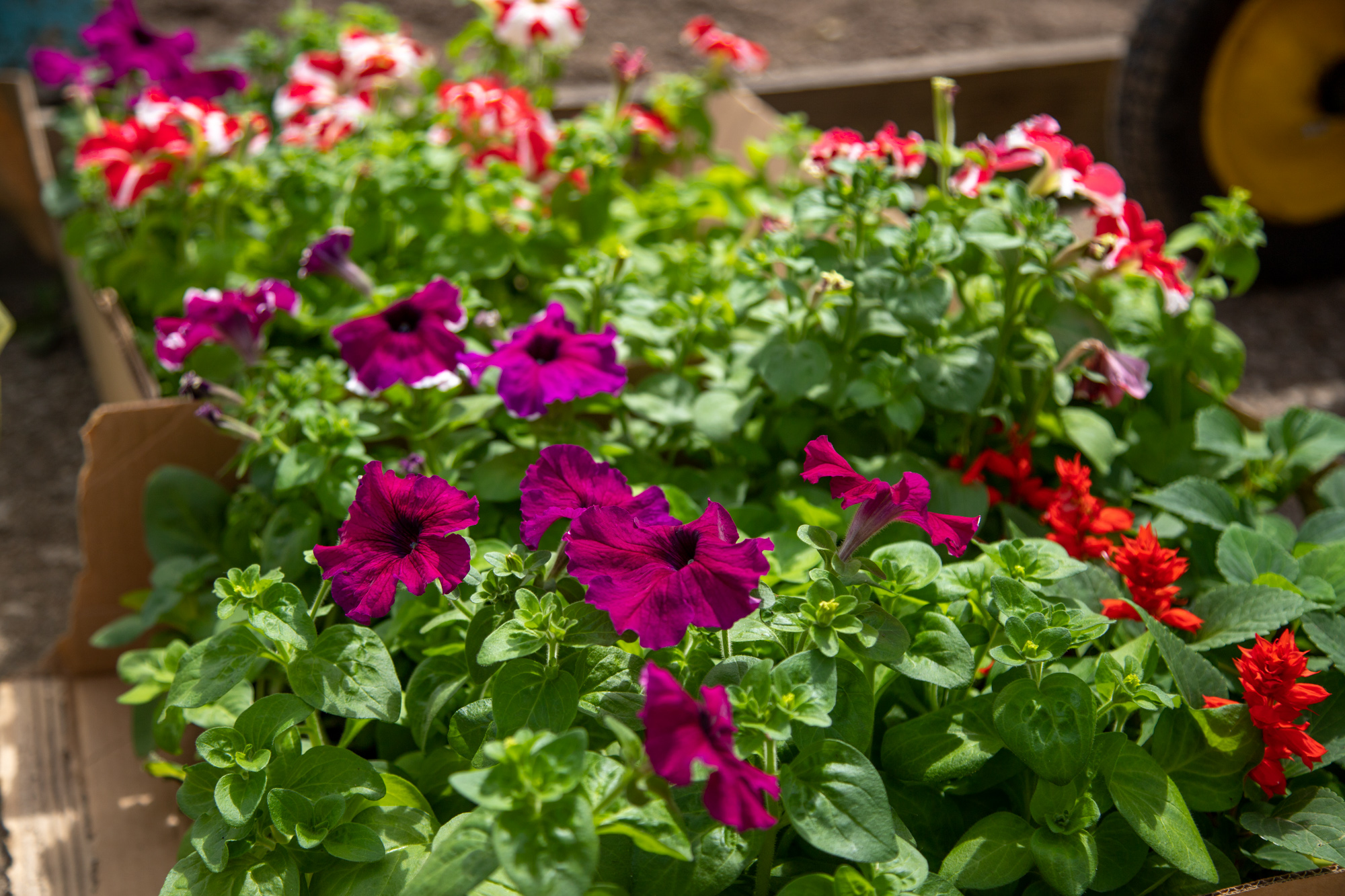 Стало известно, когда в Благовещенске заработает ярмарка рассады 