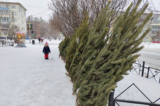 Где благовещенцы могут купить новогоднюю ёлку?