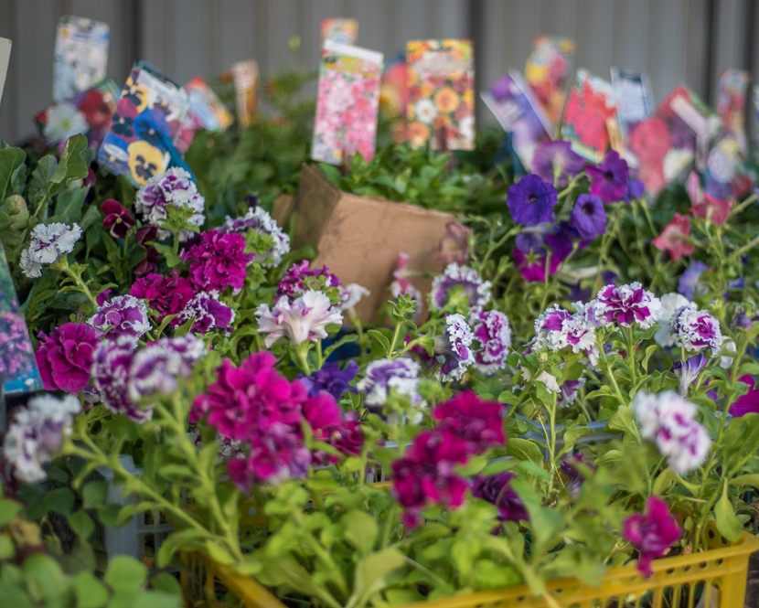 Ярмарка рассады в Благовещенске пройдет на двух площадках