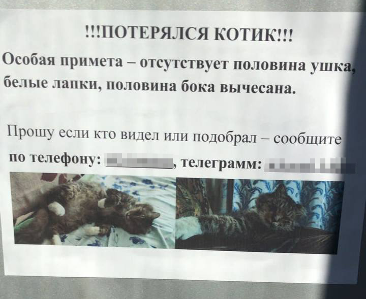 На что ни пойдешь ради друзей: искал питомца, нашел штраф