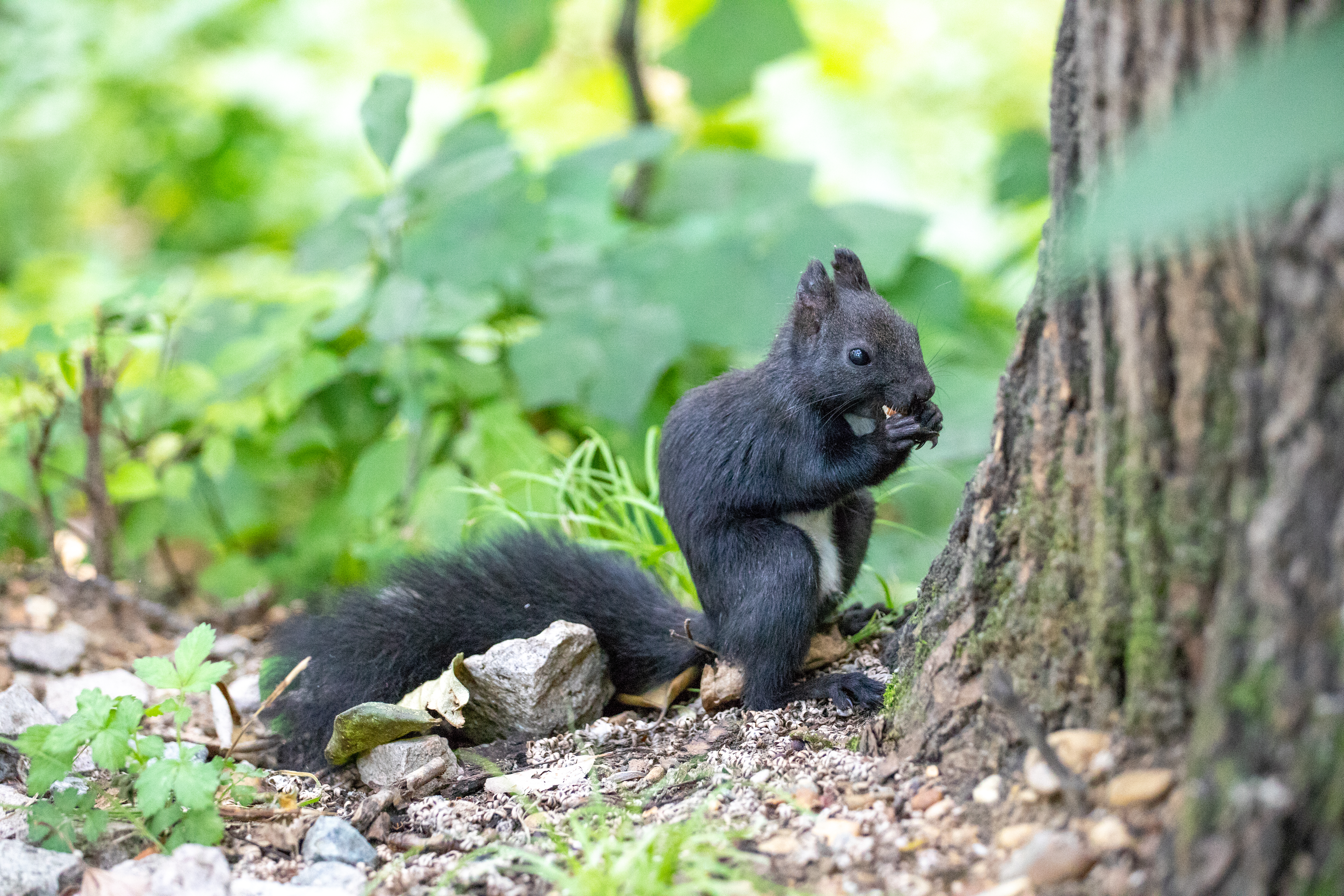 Сильный дождь прогнозируют амурские синоптики 