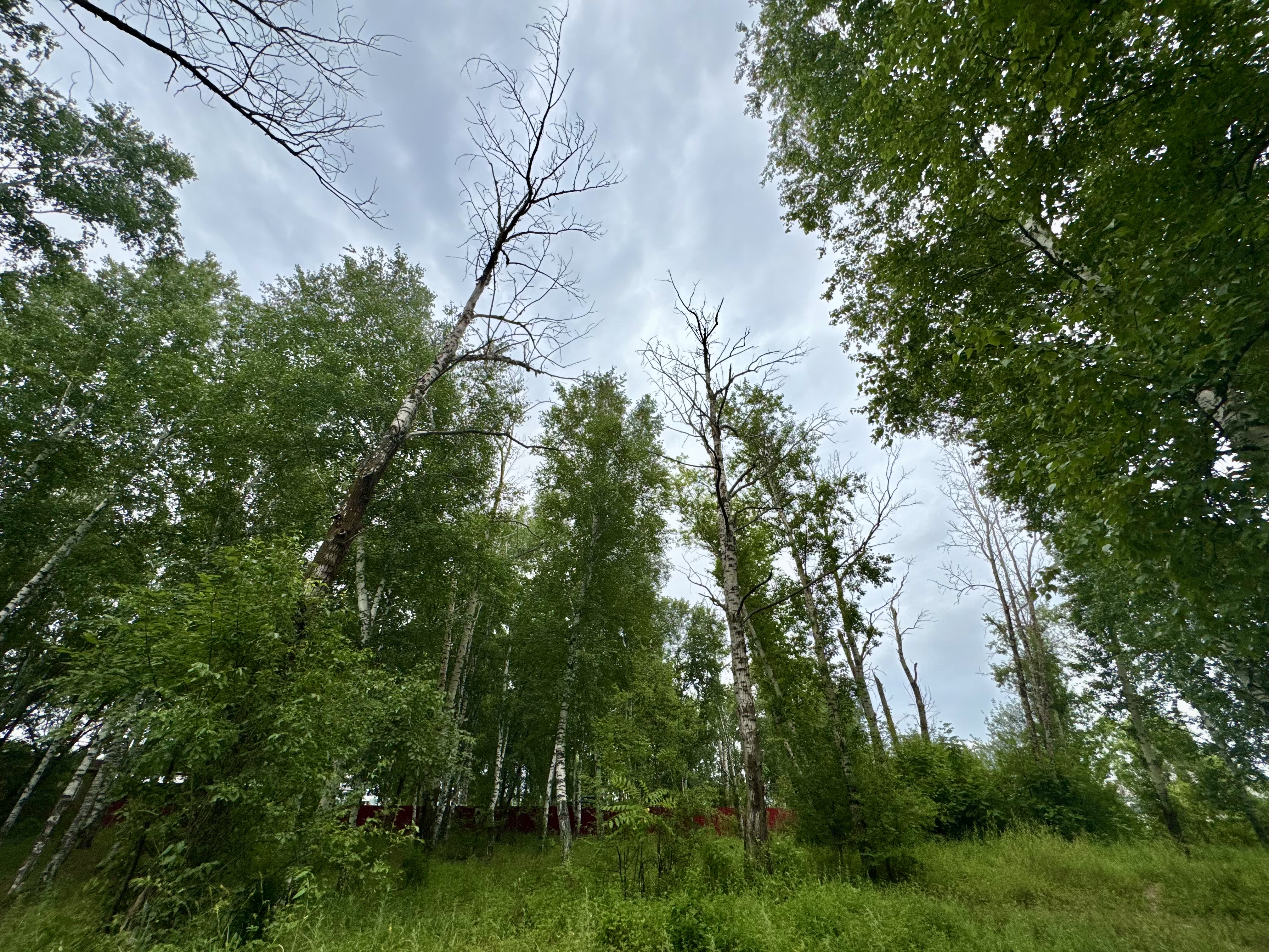 Прогноз погоды в Благовещенске на 1 августа: 