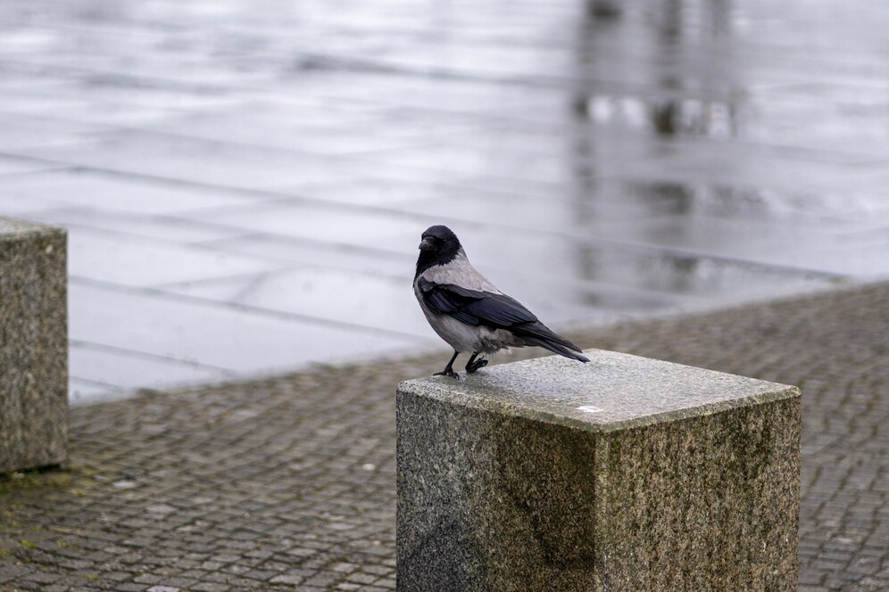 Благовещенцам напоминают: почему не нужно кормить птиц в городе?