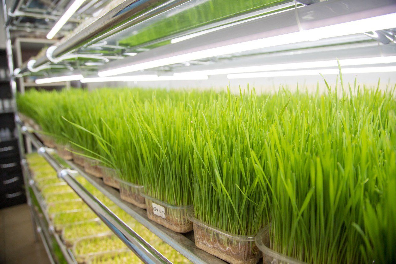 Зеленую ярмарку провели в Благовещенске в день празднования 167-летия 