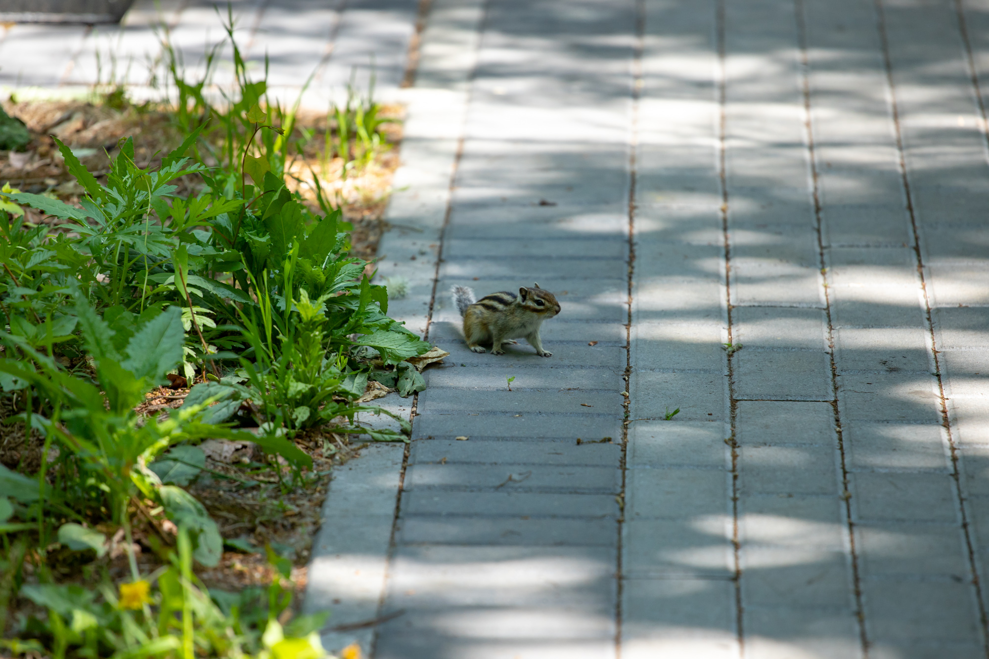 Грозы и порывистый ветер прогнозируют синоптики в Благовещенске 