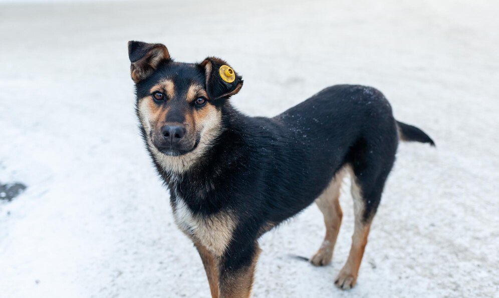 В Благовещенске ежедневно проверяют различные районы города на наличие бездомных собак