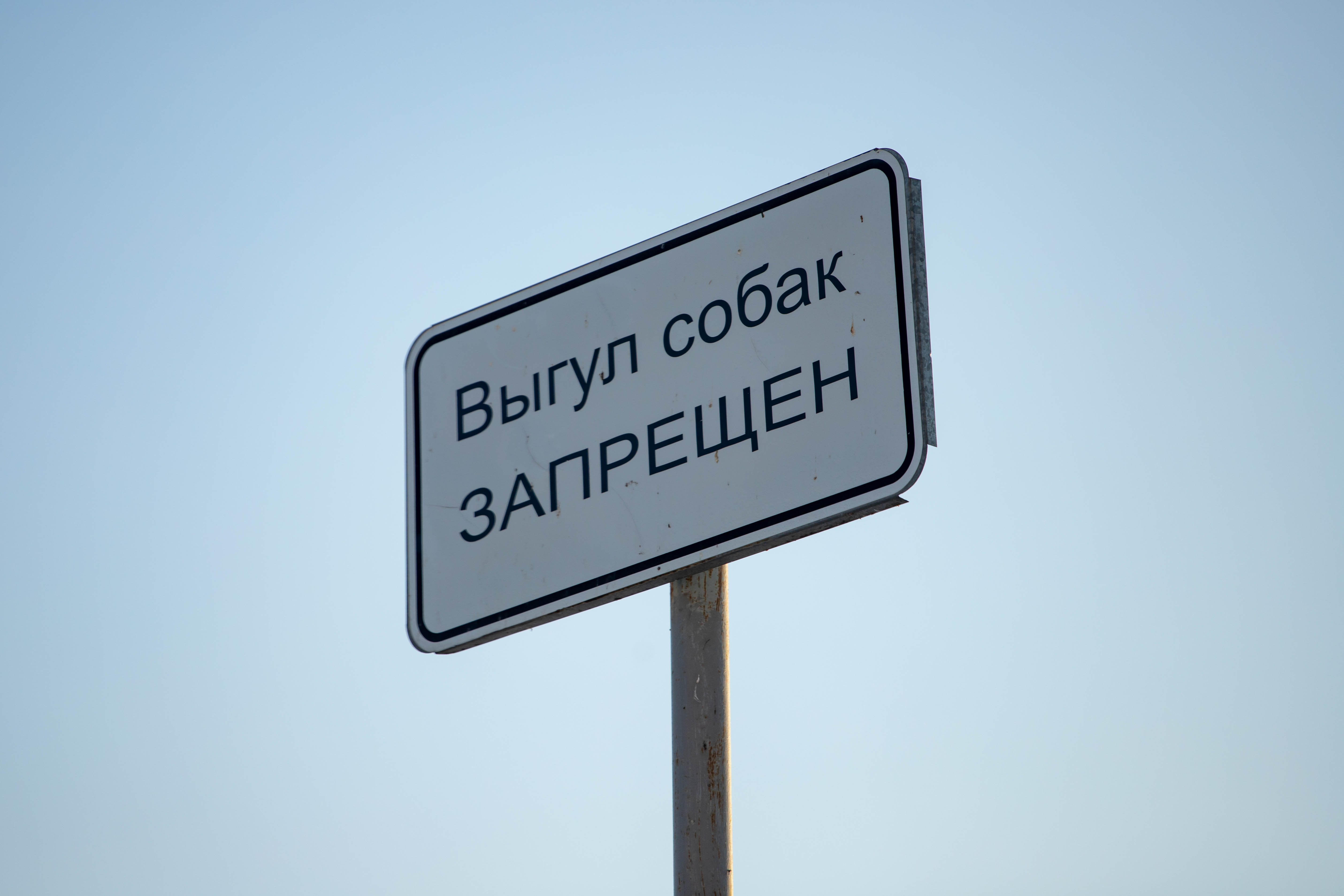 Благовещенцам рассказали, каких правил нужно придерживаться при выгуле питомцев 