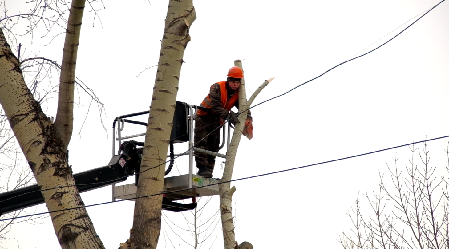 В Благовещенске «санитарят» деревья