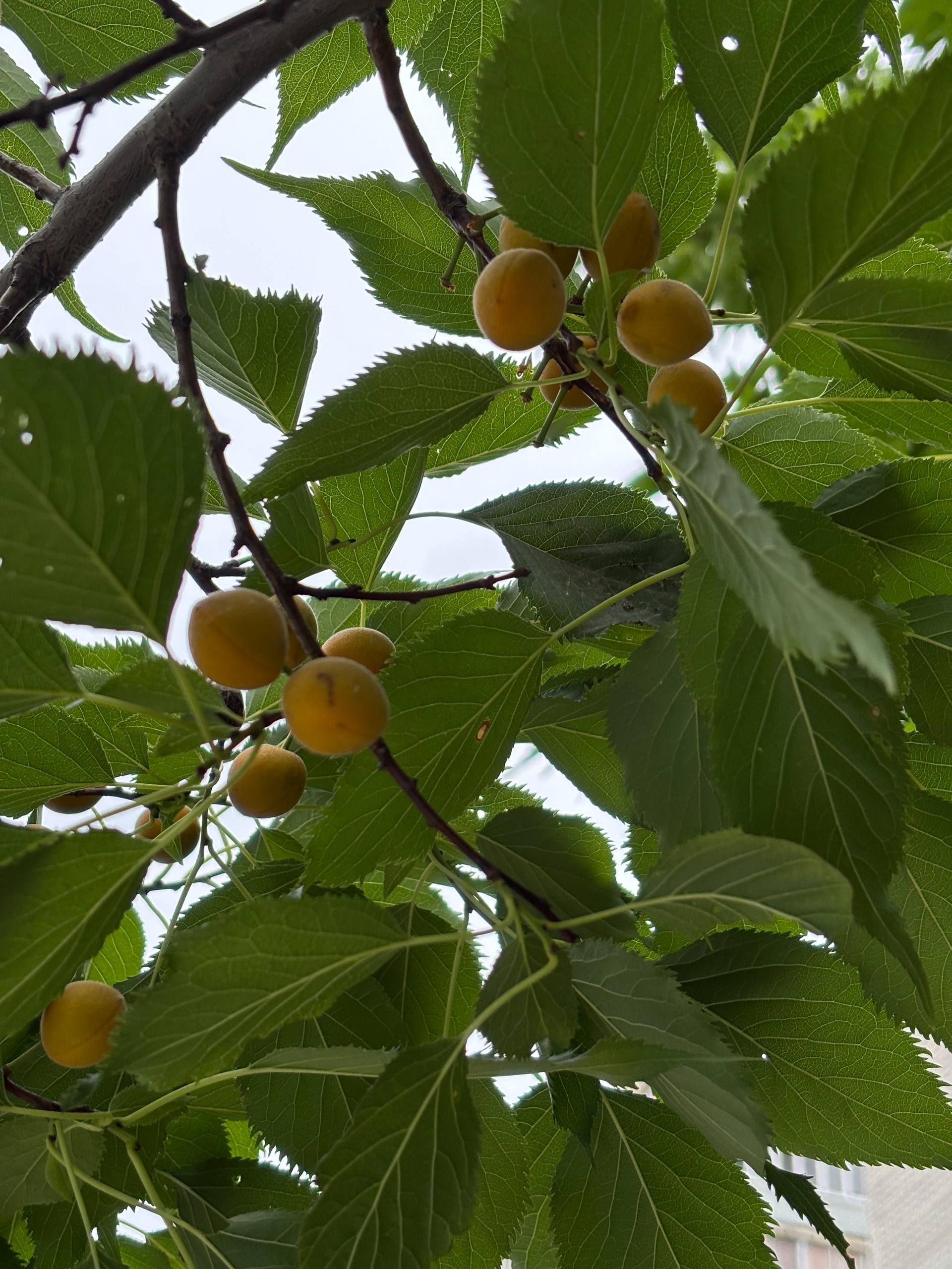Прогноз погоды в Благовещенске на 7 августа: 