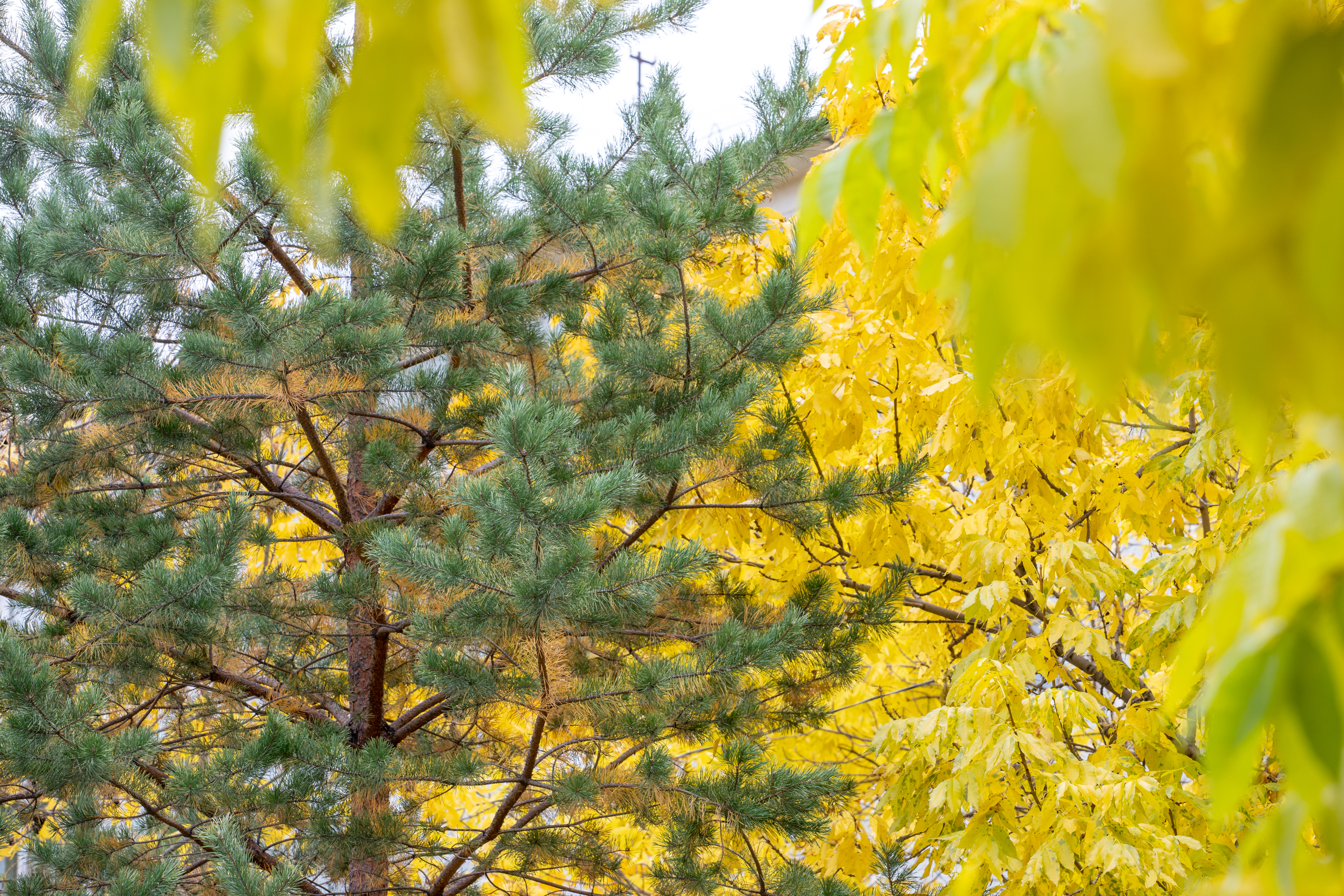 В Благовещенске пожароопасную контролируют спасатели и видеокамеры