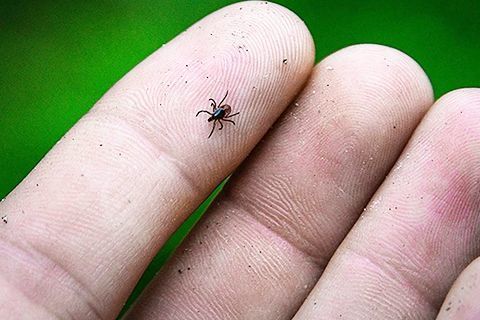 Благовещенцев предупреждают об активности клещей