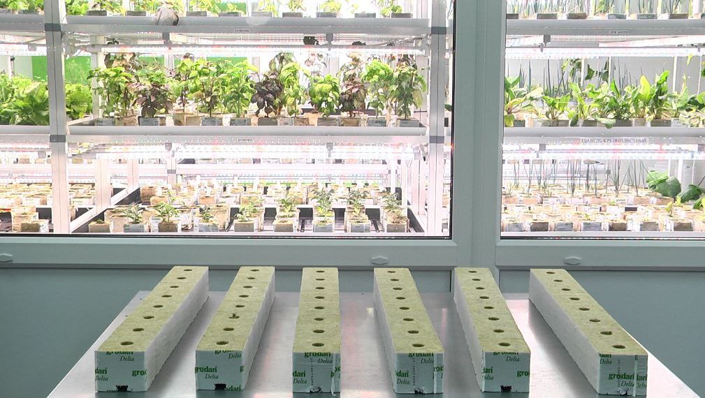 В Благовещенске победители первого фестиваля цветов потратили премию на развитие сити-фермы