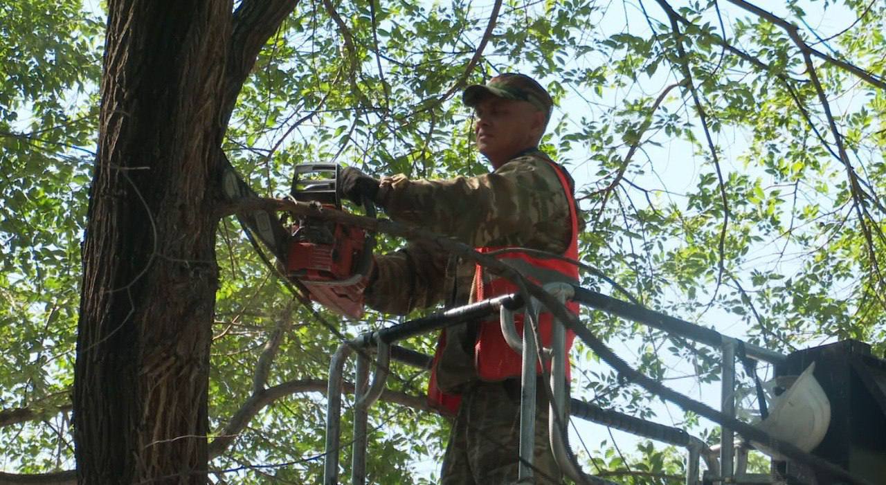 Больше 670 деревьев вылечили коммунальщики в Благовещенске за лето