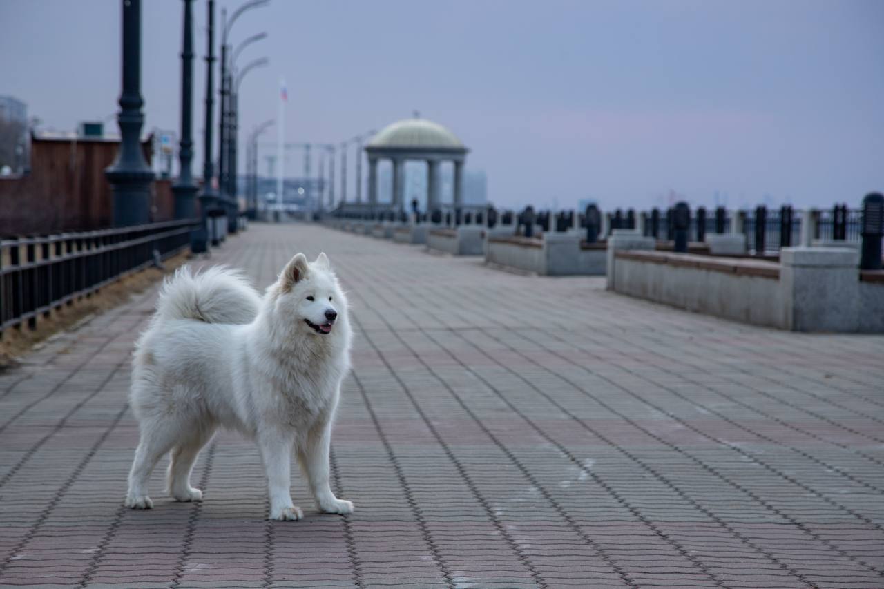 Прогноз погоды в Благовещенске на 15 апреля: 