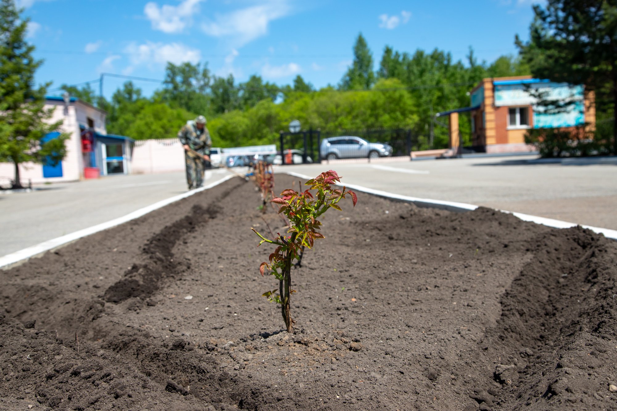 Благовещенцам рассказали, как садить деревья, чтобы труд их был не напрасным