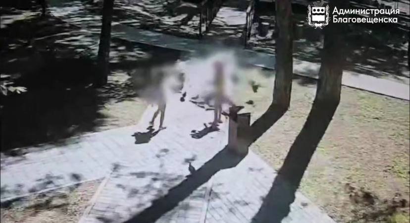 Невинная привычка с серьёзными последствиями: чем опасно кормление голубей в Благовещенске?