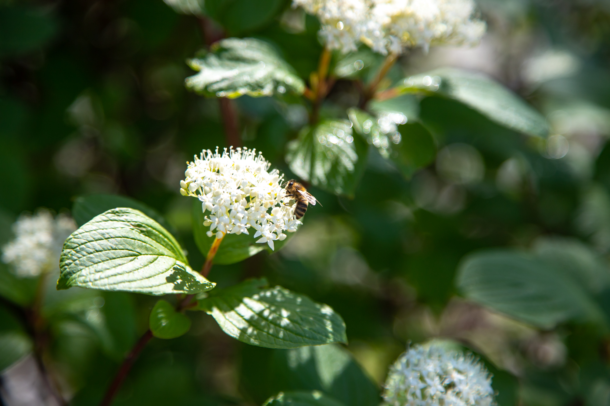 О дождях с грозой и сильном ветре предупреждают благовещенцев синоптики