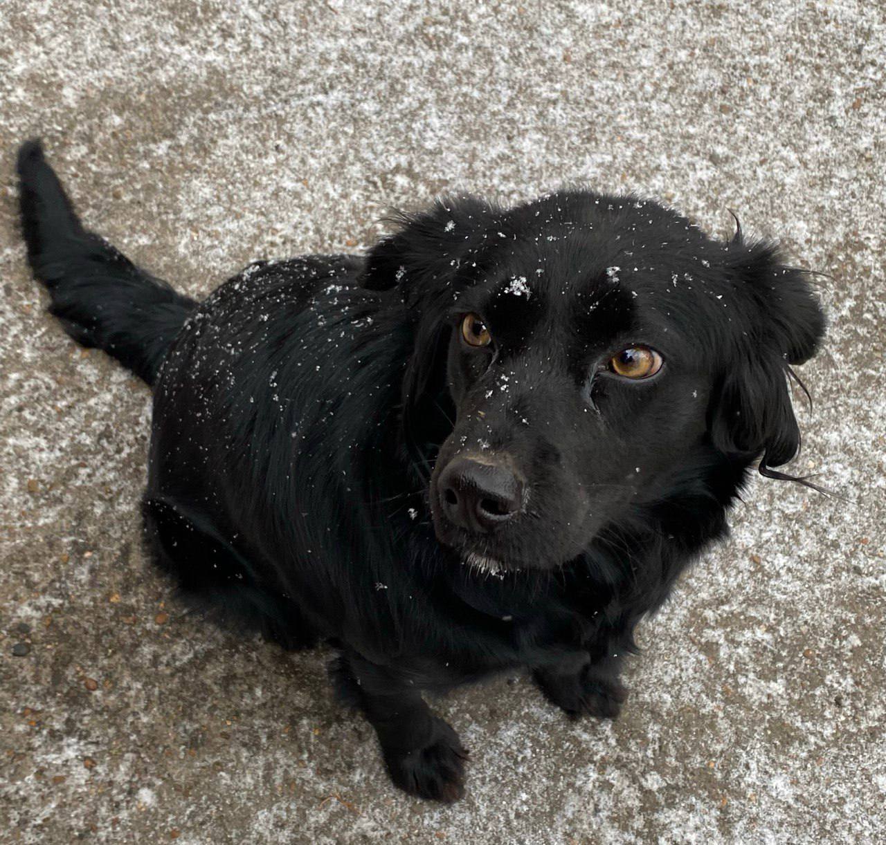 Полсотни бездомных собак отловили с начала года в Благовещенске! 
