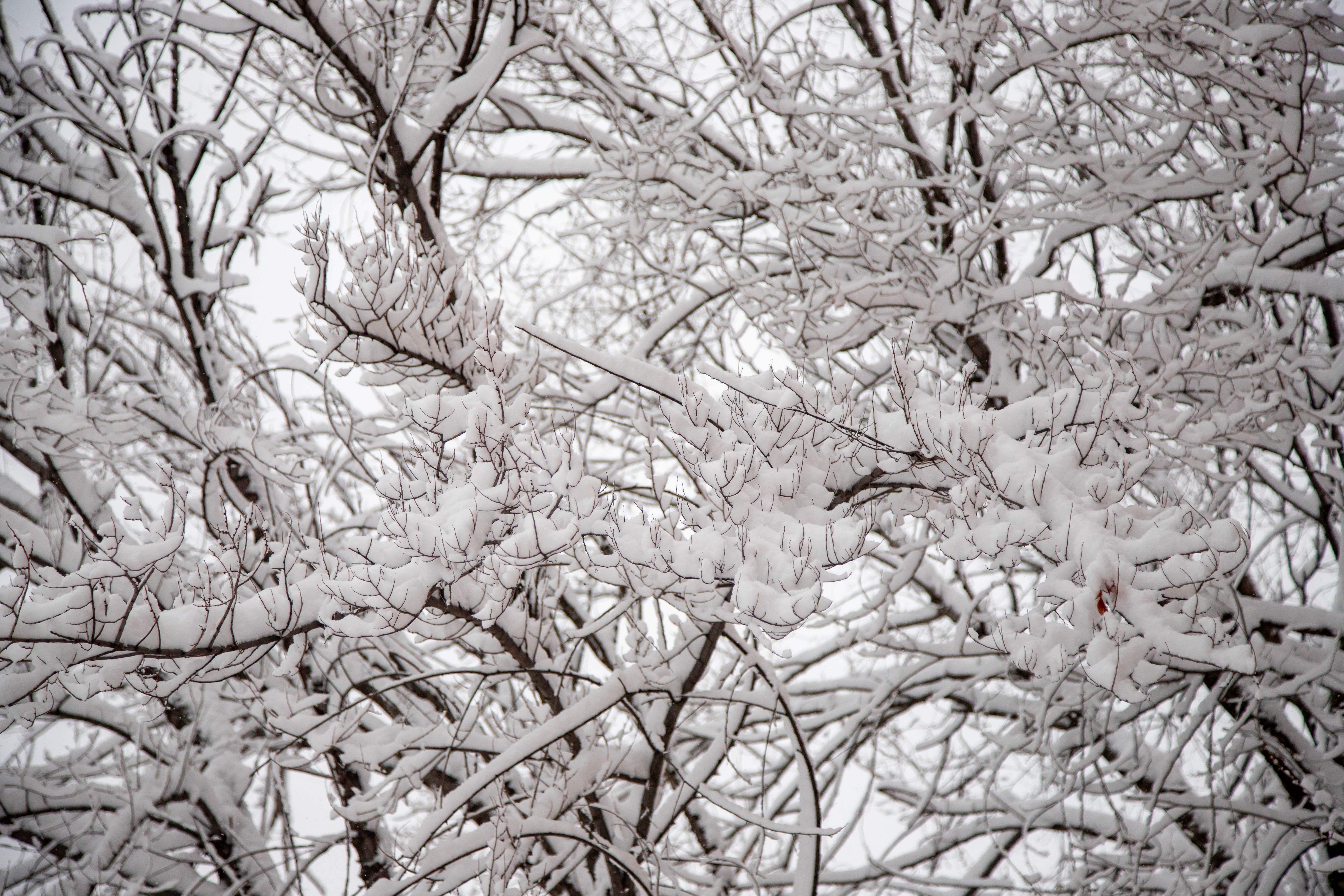 Снежный циклон охватил Благовещенск и соседние регионы