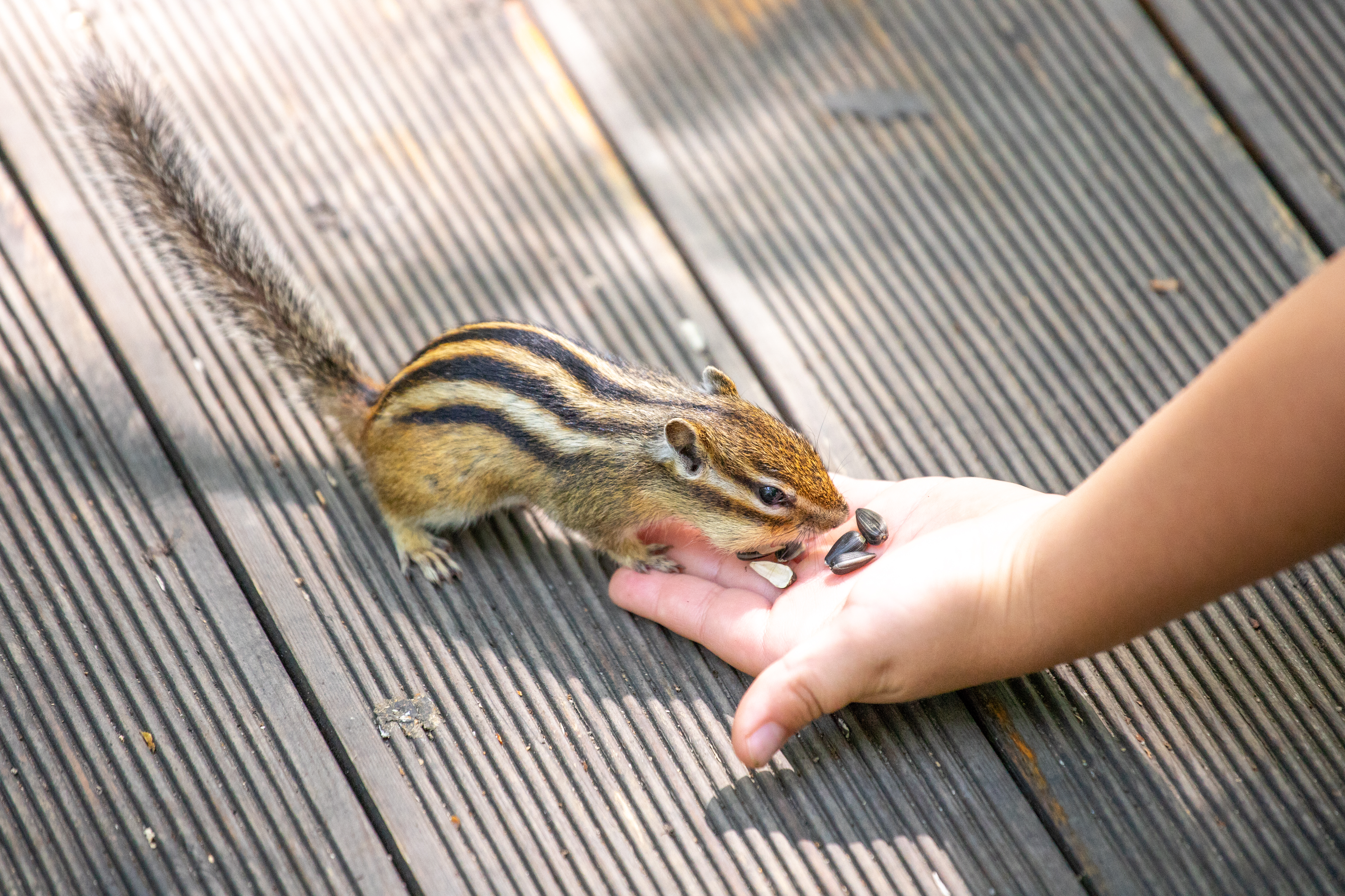 Дождь, грозу и ветер прогнозируют амурские синоптики