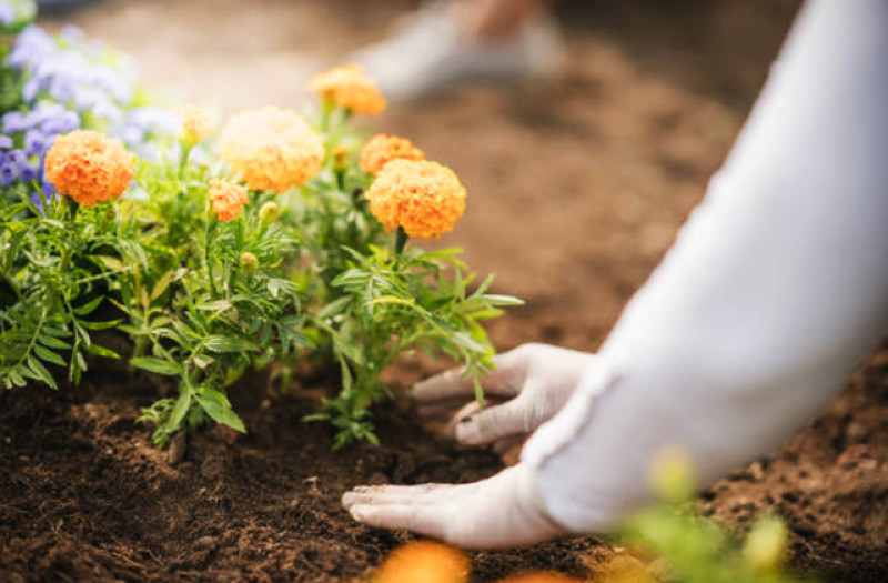 В амурской столице выберут самый цветущий двор 
