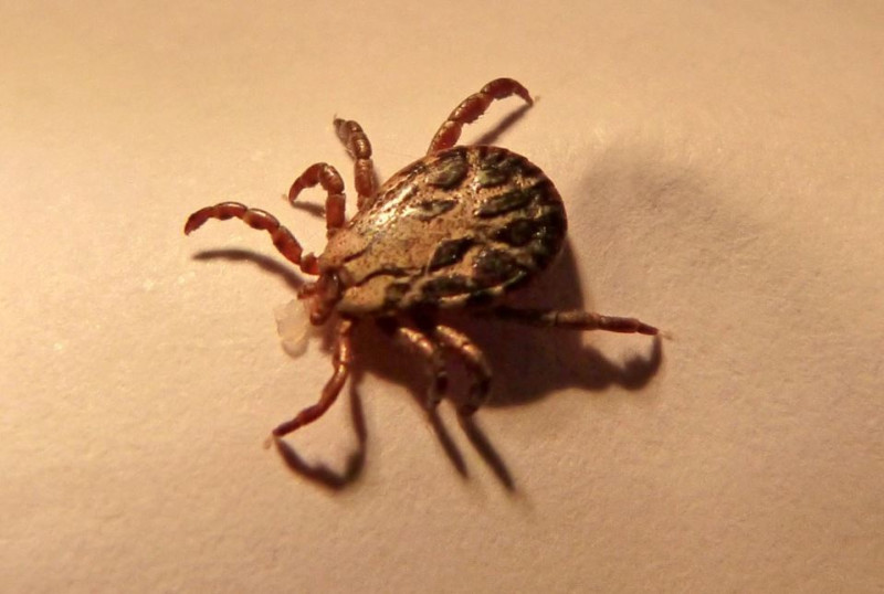 В Благовещенске закрыли для посещения две общественные территории 