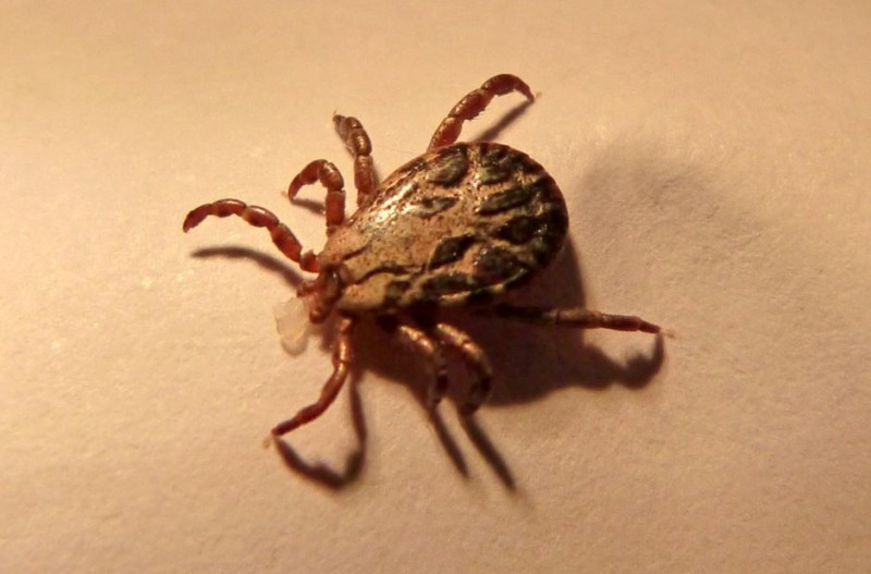 В окрестностях Благовещенска проснулись клещи