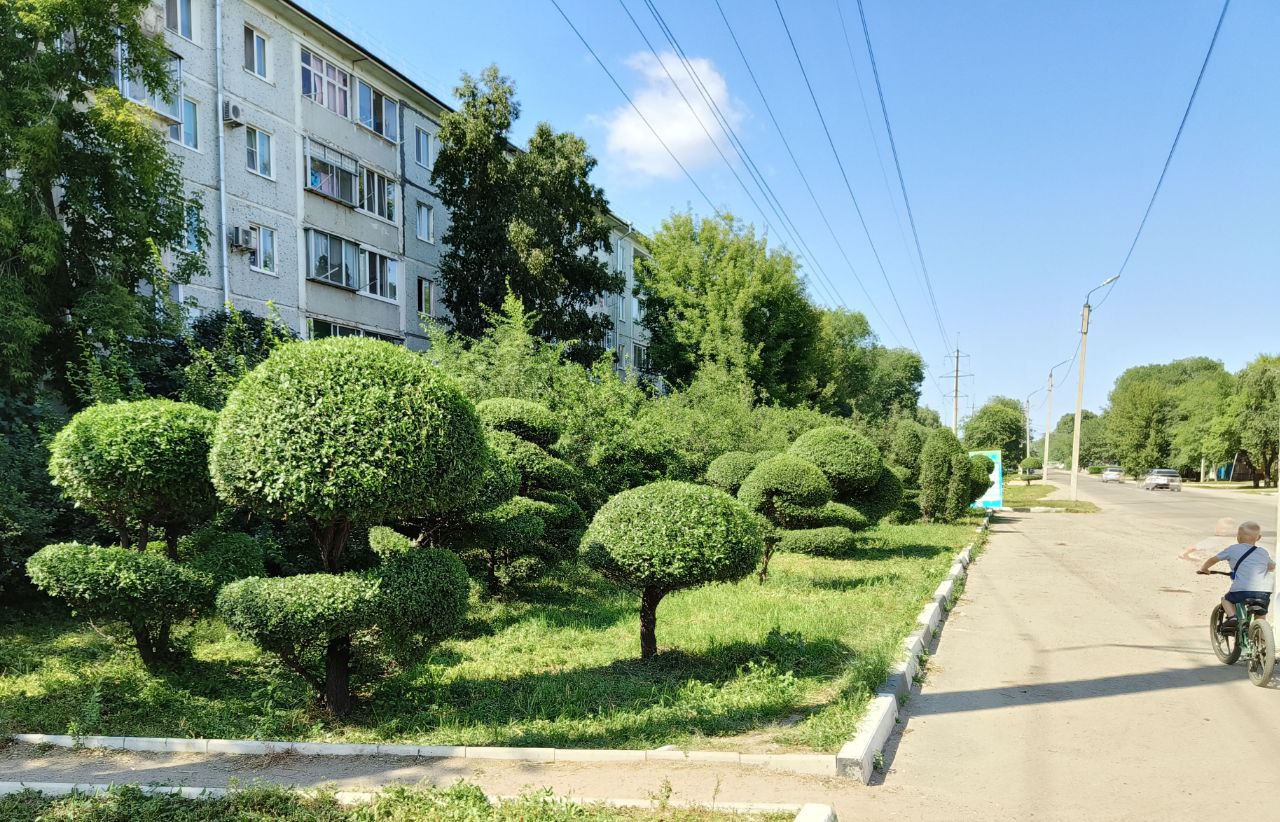 Каждый год пенсионер создает в Благовещенске удивительные фигуры из крон деревьев