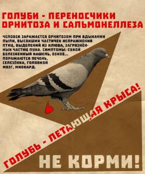 НЕ КОРМИТЕ ГОЛУБЕЙ на придомовых территориях