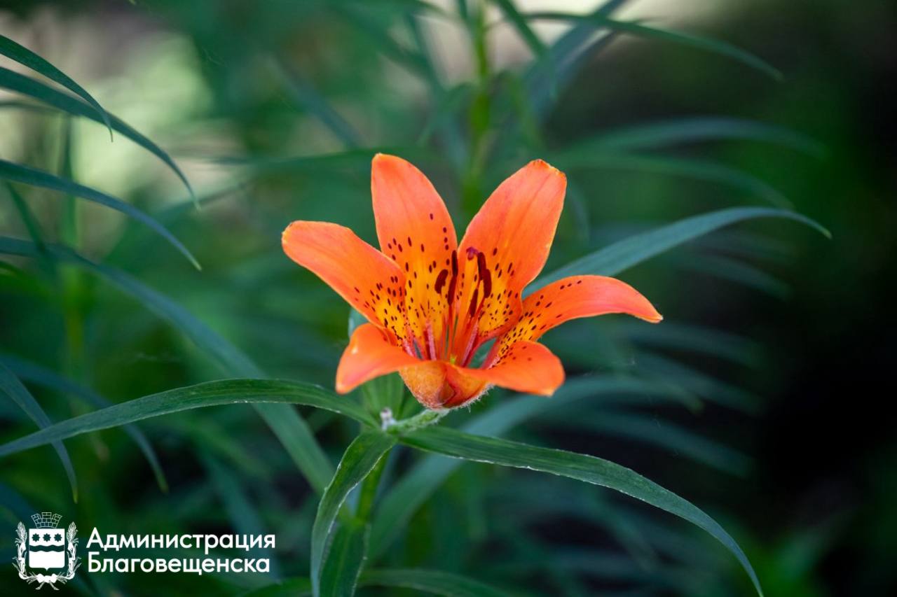 Свой уголок в «Связисте». Подайте заявку на электронный аукцион!