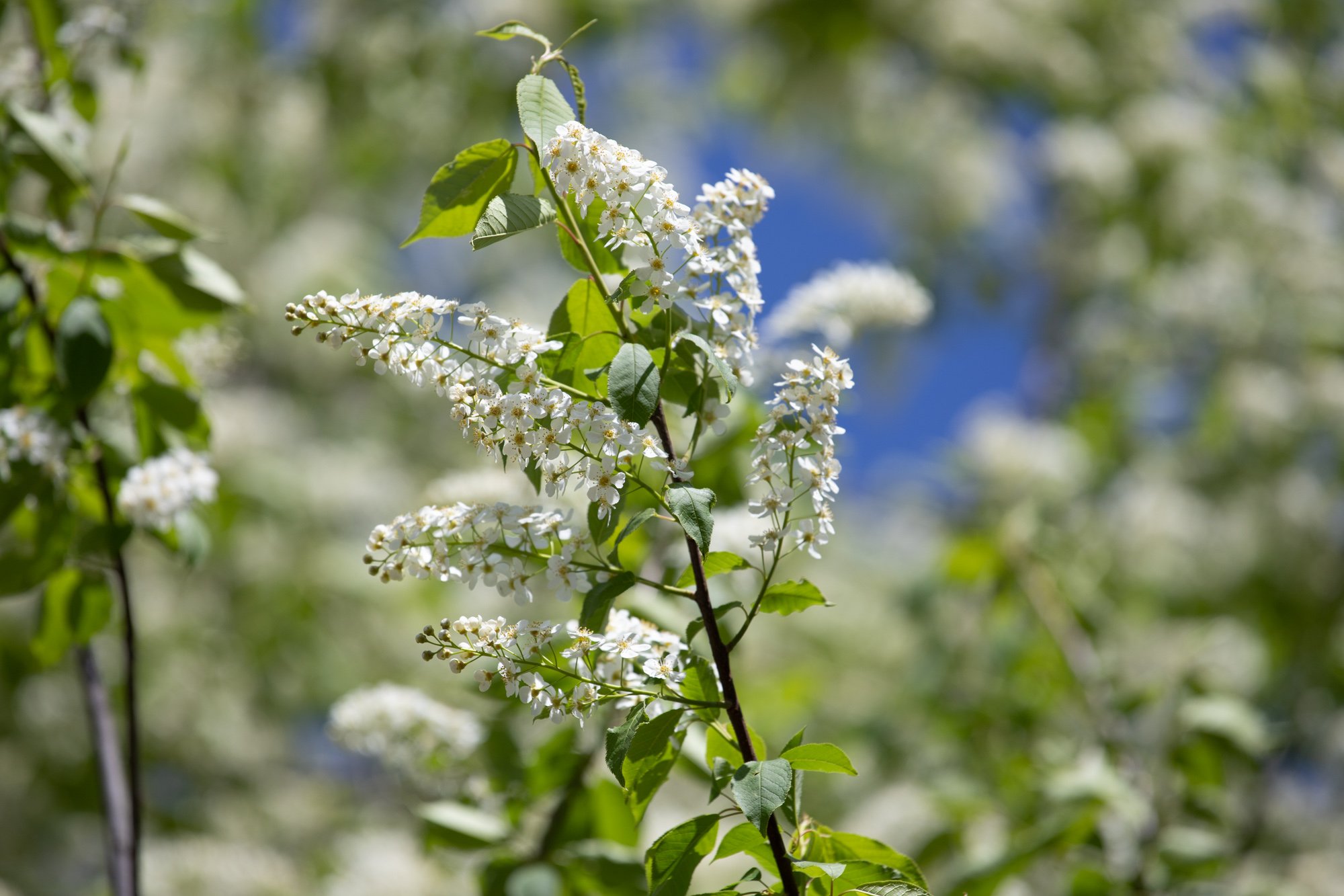 Благовещенцев снова предупреждают о сильном ветре 