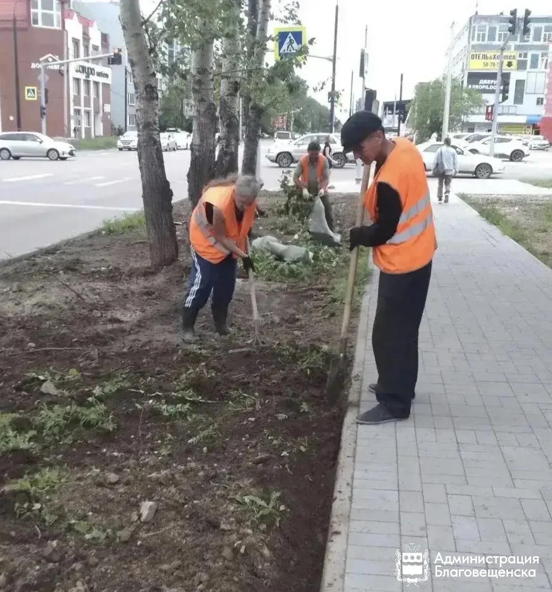 20 тысяч квадратных метров газонов: Благовещенск продолжают озеленять