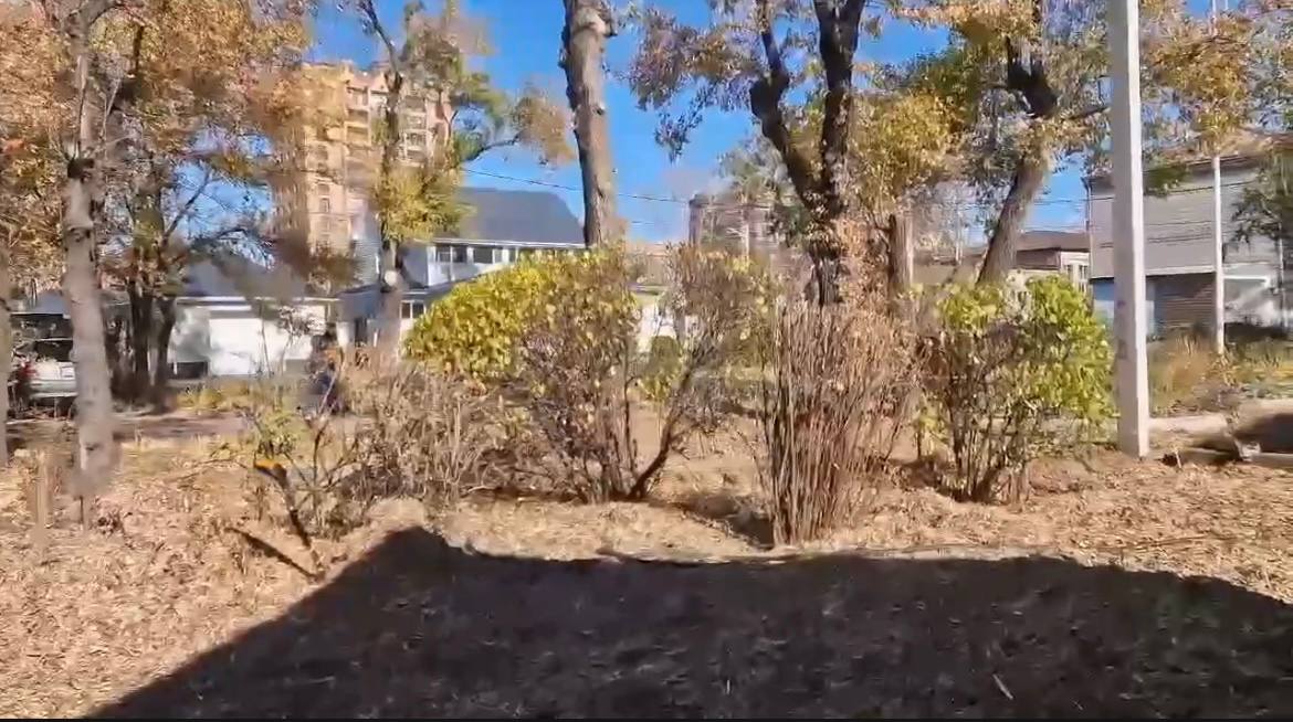 На Свободной благовещенцы высадили сакуры и чубушники