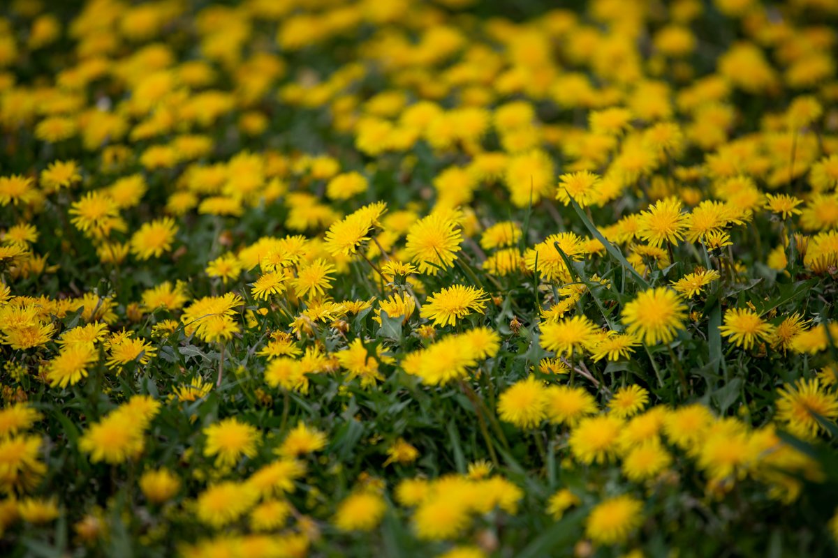 Голосование за объекты благоустройства продлится ещё 3 недели. Успейте выбрать свою территорию!