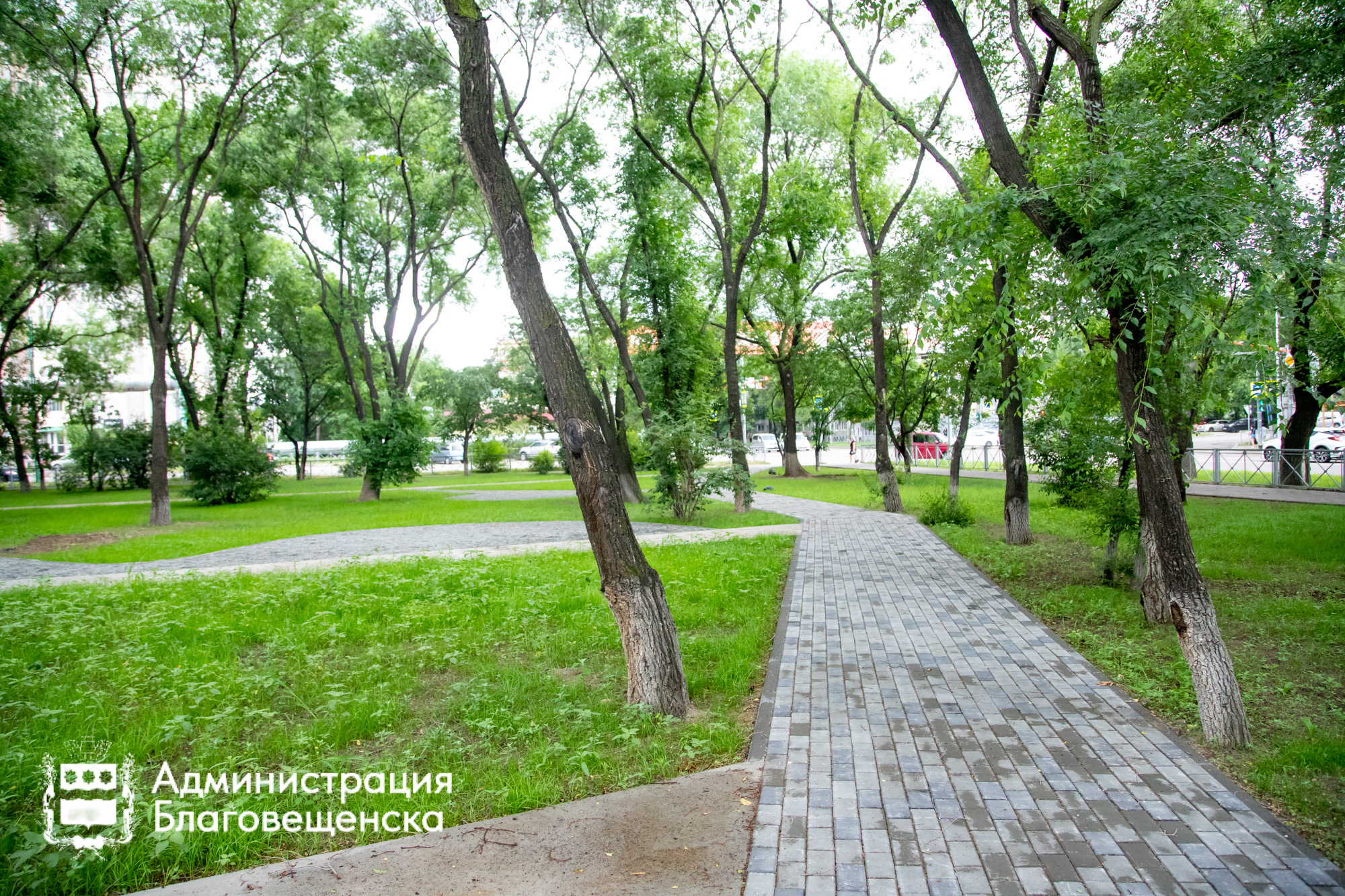 На улице Калинина в Благовещенске высадят ясени
