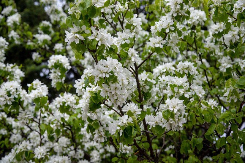 Прогноз погоды в Благовещенске на 19 мая:
